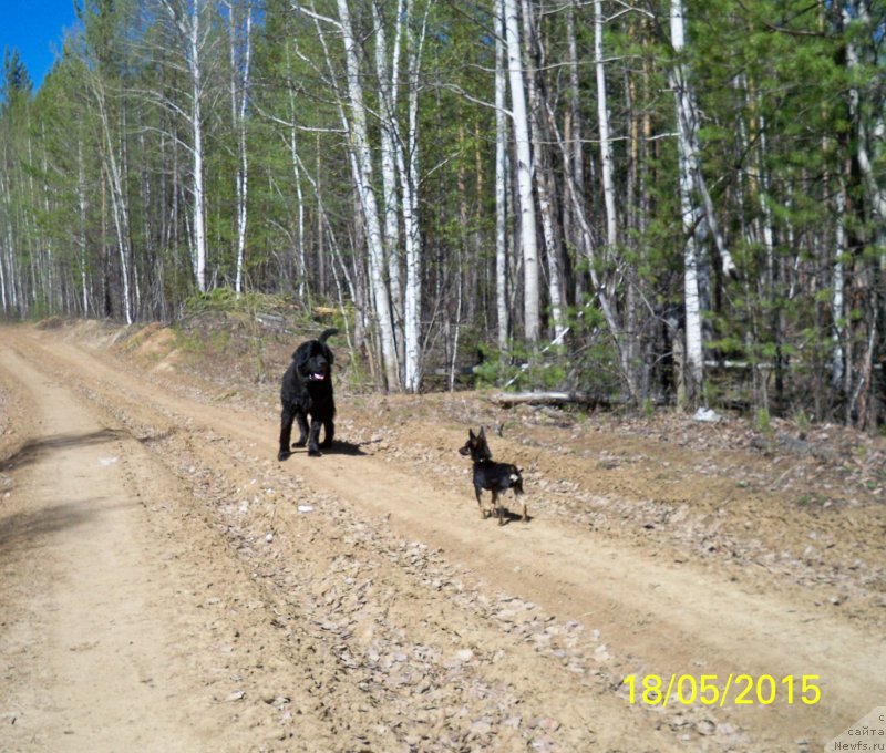 Фото: ньюфаундленд Smigar Volna Uspeha (Смигар Волна Успеха)