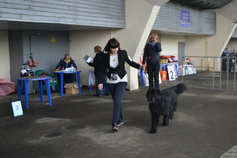 Фото: ньюфаундленд Lepestok Lilii (Лепесток Лилии)