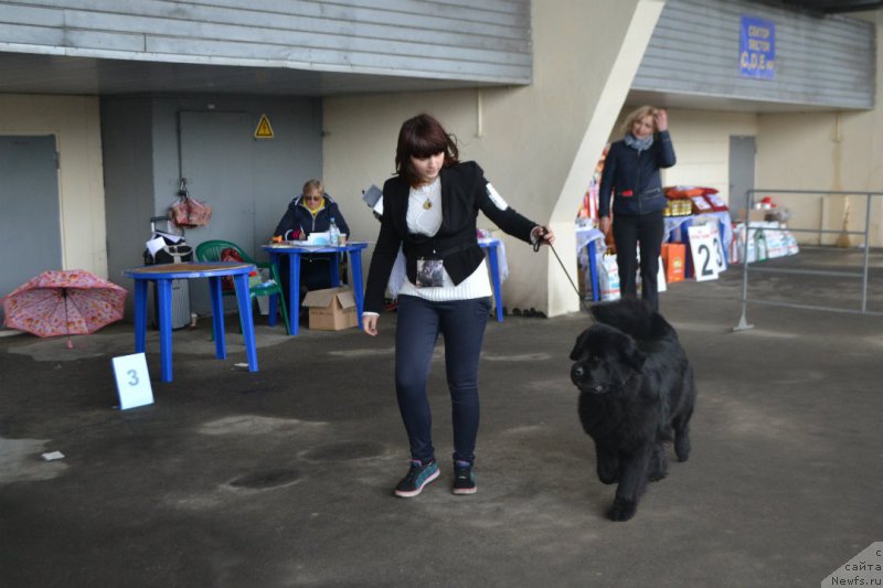 Фото: ньюфаундленд Lepestok Lilii (Лепесток Лилии)