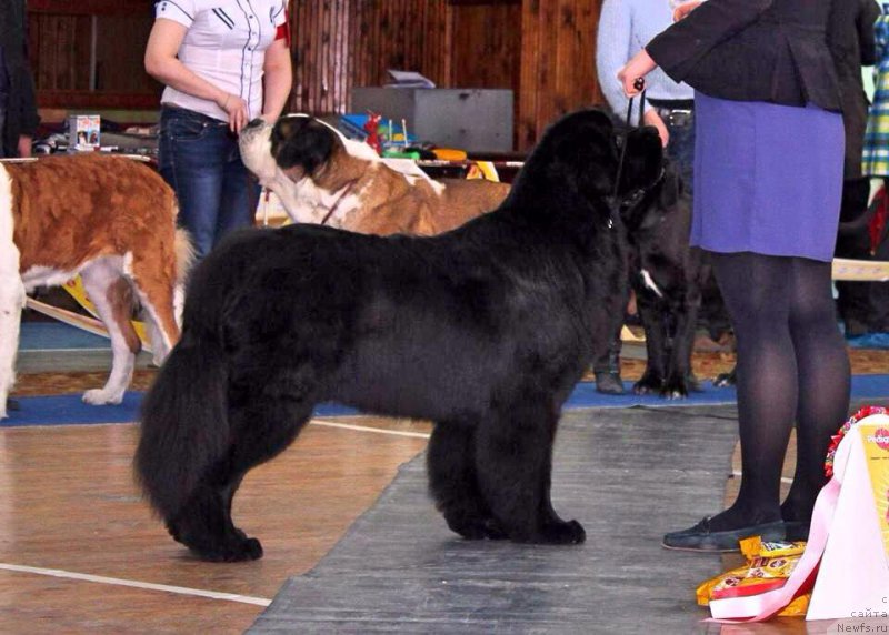 Фото: ньюфаундленд Smigar Tango in the Night (Смигар Танго ин зе Найт)