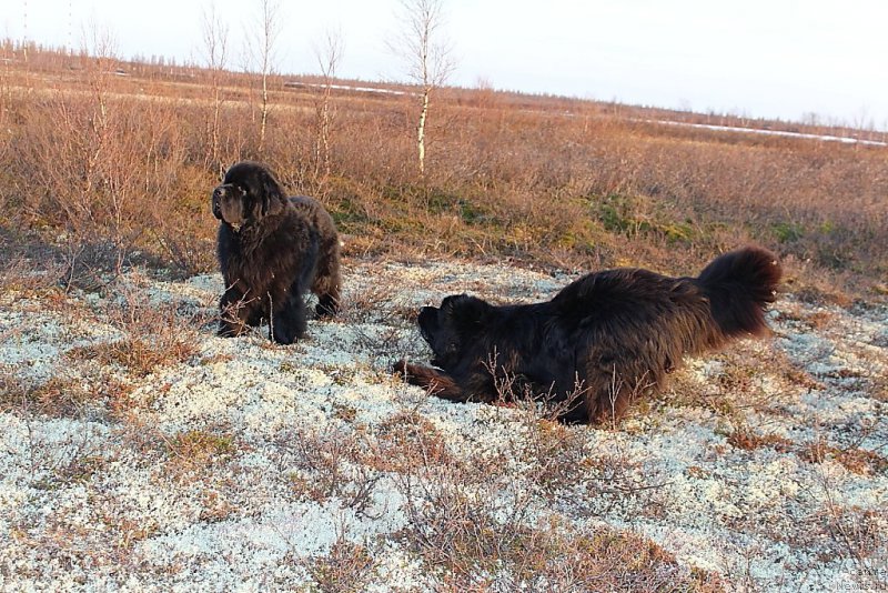 Фото: ньюфаундленд Beguschaya po Volnam Zero Kool (Бегущая по Волнам Зеро Коол), ньюфаундленд King of Helluland You Shock Me