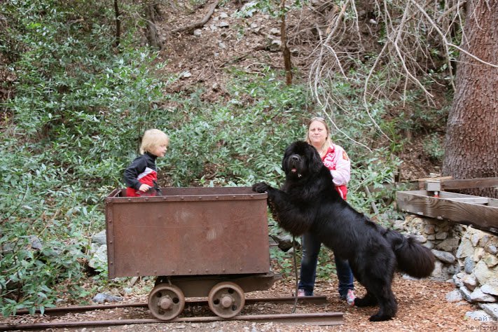 Фото: ньюфаундленд Veni Vidi Vici Dinastiya Soverchenstva, Natal'ya Pugalova (Наталья Пугалова)