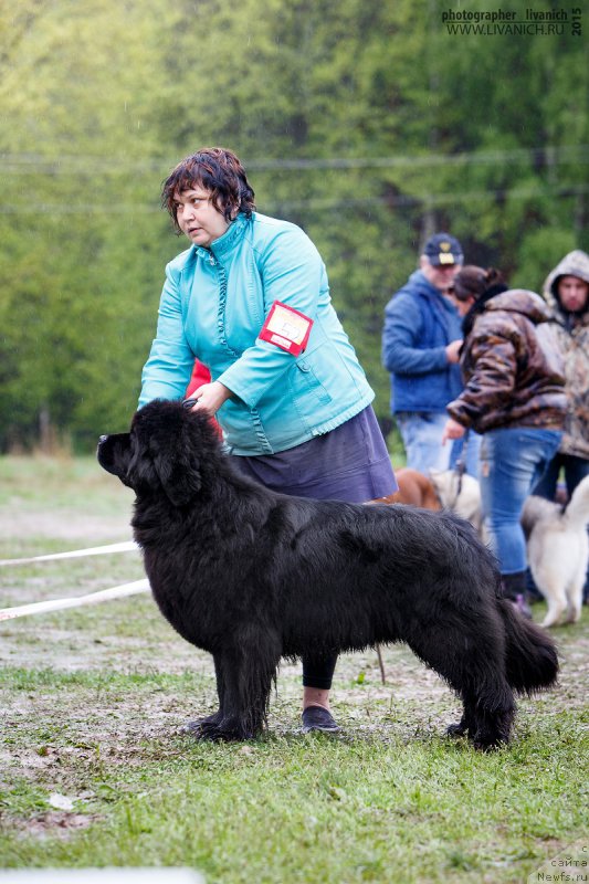 Фото: ньюфаундленд Lunnaya Sonata Dlya Elenyi Grand Byebi (Лунная Соната Для Елены Гранд Бэби)
