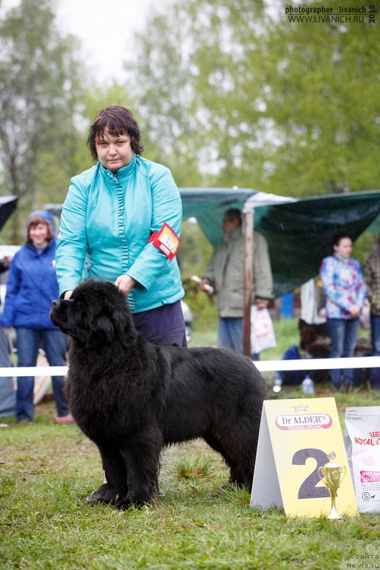 Фото: ньюфаундленд Lunnaya Sonata Dlya Elenyi Grand Byebi (Лунная Соната Для Елены Гранд Бэби)