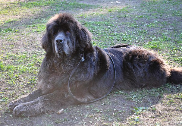 Фото: ньюфаундленд Dyurbahler Klab Al'faretta Vin'etta (Дюрбахлер Клаб Альфаретта Виньетта)