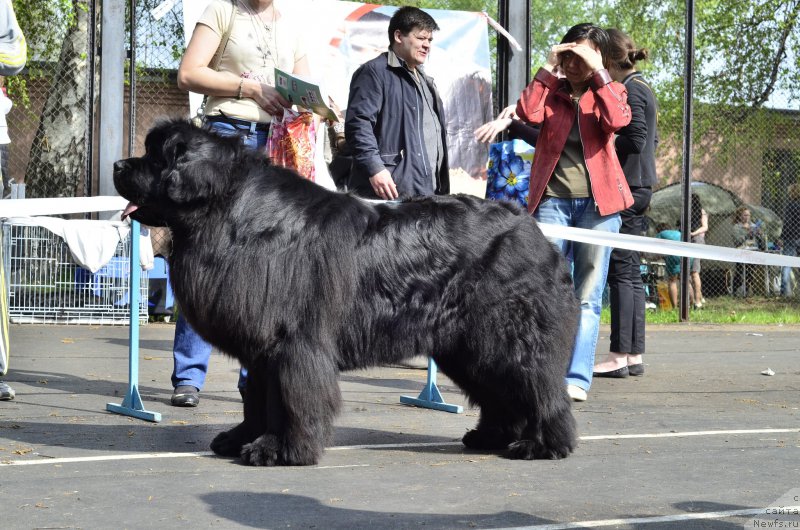 Фото: ньюфаундленд N'yufort SHum Priboya (Ньюфорт Шум Прибоя)