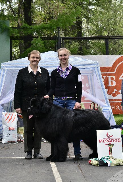 Фото: ньюфаундленд N'yufort SHum Priboya (Ньюфорт Шум Прибоя), Ol'ga Ivanova (Ольга Иванова)