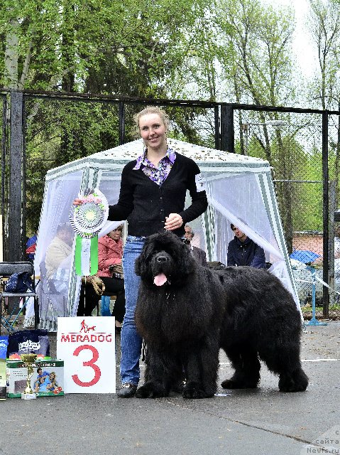 Фото: ньюфаундленд N'yufort SHum Priboya (Ньюфорт Шум Прибоя), Ol'ga Ivanova (Ольга Иванова)