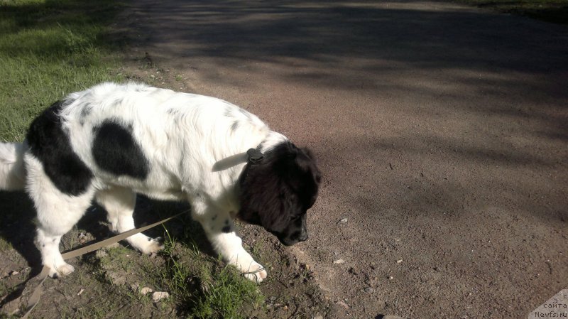 Фото: Ol'ga Starosedyih (Ольга Староседых)