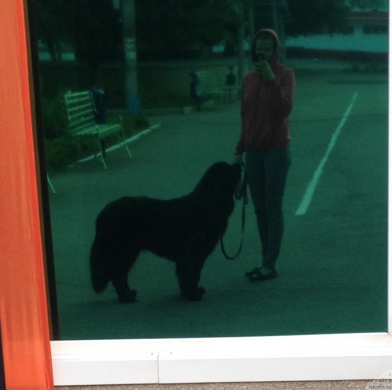 Фото: ньюфаундленд Basnja s Berega Dona (Басня с Берега Дона), Tat'yana Agisheva (Татьяна Агишева)