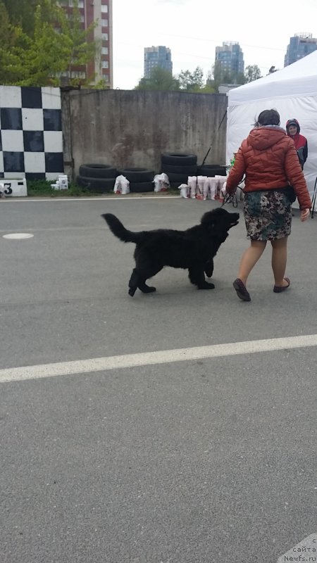 Фото: ньюфаундленд Lankaster (Ланкастер), Elena YAryigina (Елена Ярыгина)