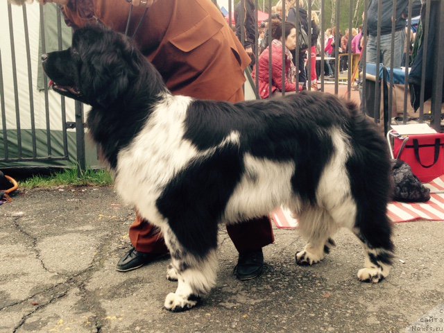 Фото: ньюфаундленд N'yufort YEliss (Ньюфорт Элисс)