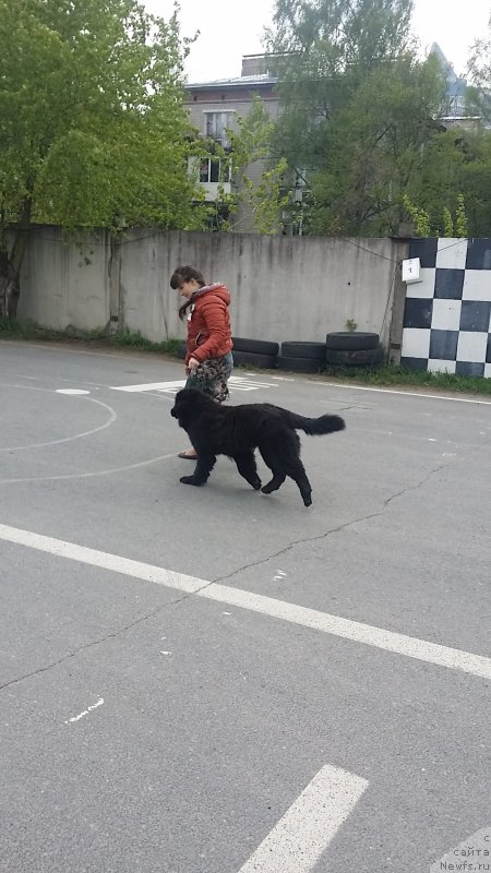 Фото: ньюфаундленд Lankaster (Ланкастер), Elena YAryigina (Елена Ярыгина)