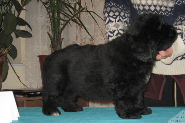 Фото: ньюфаундленд Ideal'nyiy Paren' s Berega Dona (Идеальный Парень с Берега Дона)