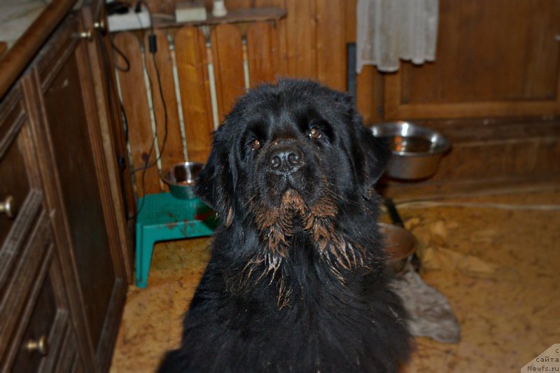 Фото: ньюфаундленд Lepestok Lilii (Лепесток Лилии)