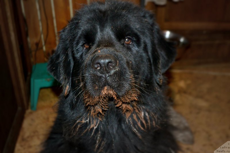 Фото: ньюфаундленд Lepestok Lilii (Лепесток Лилии)