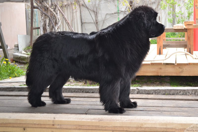 Фото: ньюфаундленд Talisman Morya Magiya Voln (Талисман Моря Магия Волн)