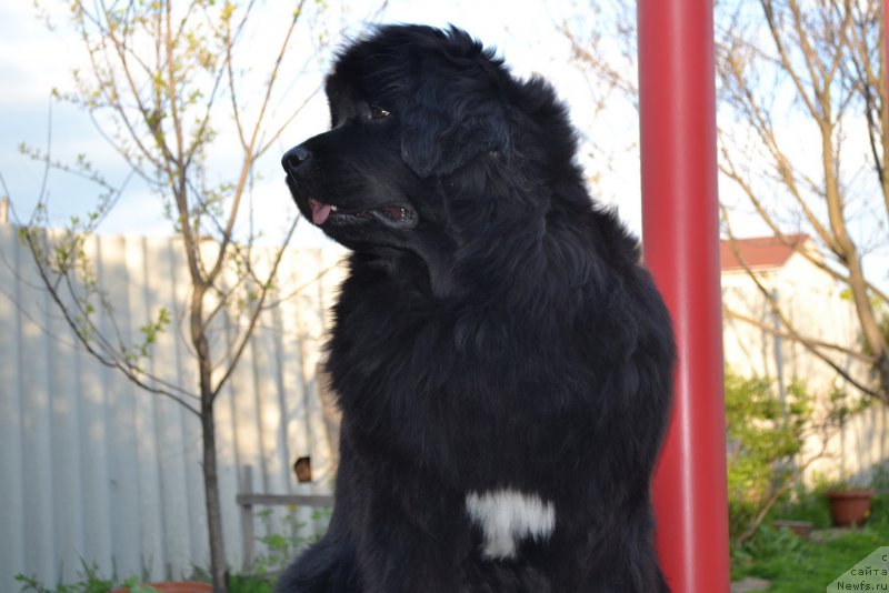 Фото: ньюфаундленд Talisman Morya Mishel' (Талисман Моря Мишель)