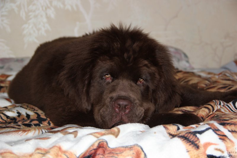 Фото: ньюфаундленд N'yufort Vashe Velichestvo Brabus (Ньюфорт Ваше Величество Брабус)