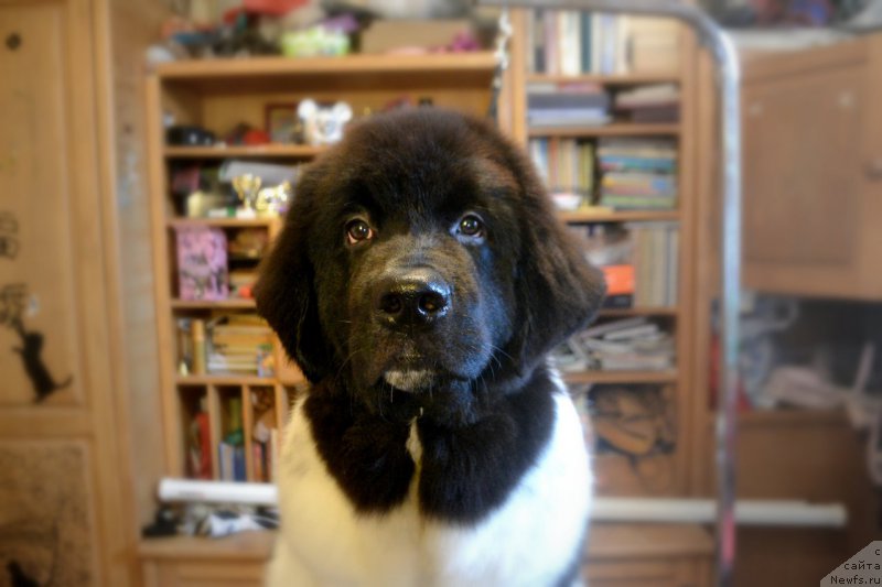 Фотография № 181929