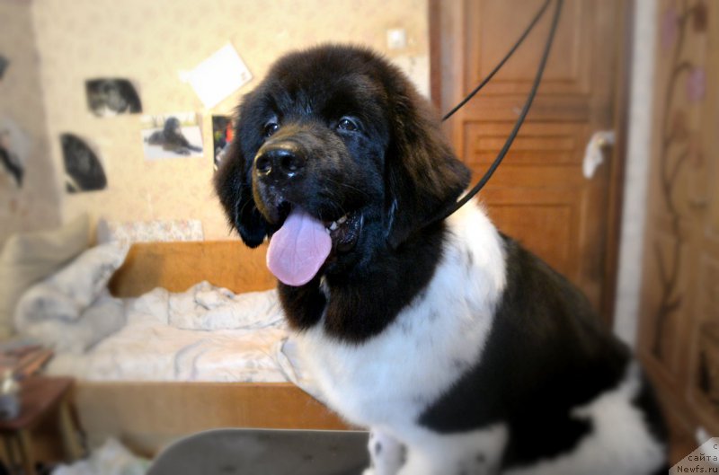 Фотография № 181930