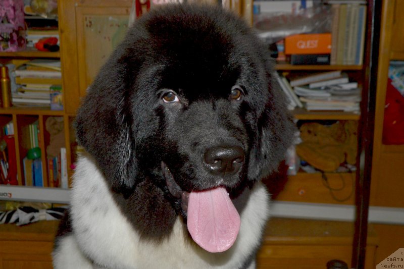 Фотография № 181931