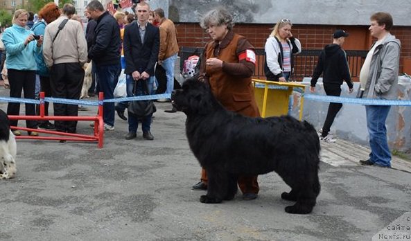 Фото: ньюфаундленд N'yufort Carica Nochi (Ньюфорт Царица Ночи), Nadejda Ermilova (Надежда Ермилова)
