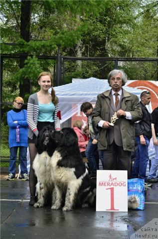 Фото: ньюфаундленд Keeper Soul New Star (Кипер Соул Нью Стар), ньюфаундленд Keeper Soul Nou Daut Best (Кипер Соул Ноу Даут Бэст)