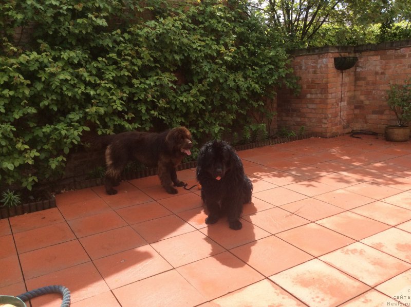 Фото: ньюфаундленд Seashanty First Admiral, ньюфаундленд Nobl King May Lord Simba (Нобл Кинг Май Лорд Симба)