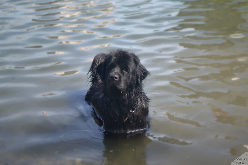 Фото: ньюфаундленд Lepestok Lilii (Лепесток Лилии)