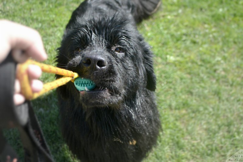 Фото: ньюфаундленд Lepestok Lilii (Лепесток Лилии)