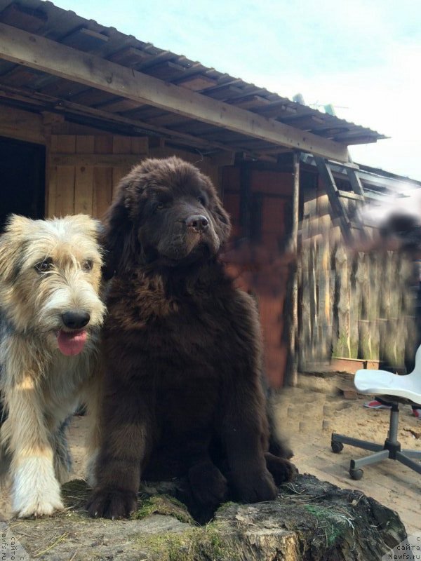 Фото: ньюфаундленд N'yufort Vivian (Ньюфорт Вивиан)