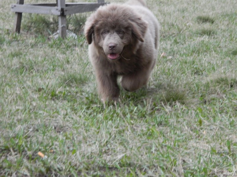 Фото: ньюфаундленд CHernyiy SHarm Amber Best Dog FO Marleon (Черный Шарм Амбер Бест Дог ФО Марлеон), ньюфаундленд Akvamarinovaya Krasotka dlya Marleon (Аквамариновая Красотка для Марлеон), дочь