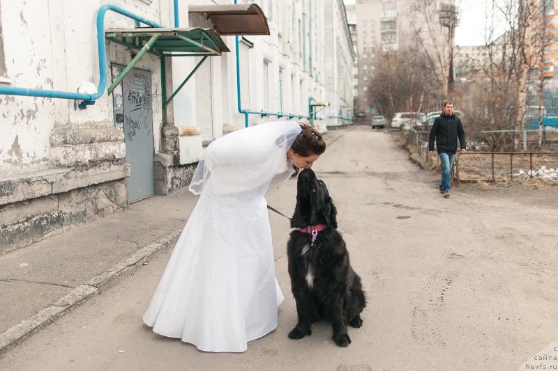 Фото: ньюфаундленд Piternyuf Nota Bene (Питерньюф Нота Бене), Ekaterina Zayceva (Екатерина Зайцева)