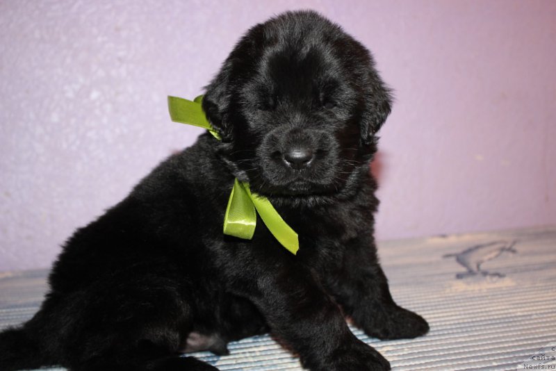 Фотография № 181977