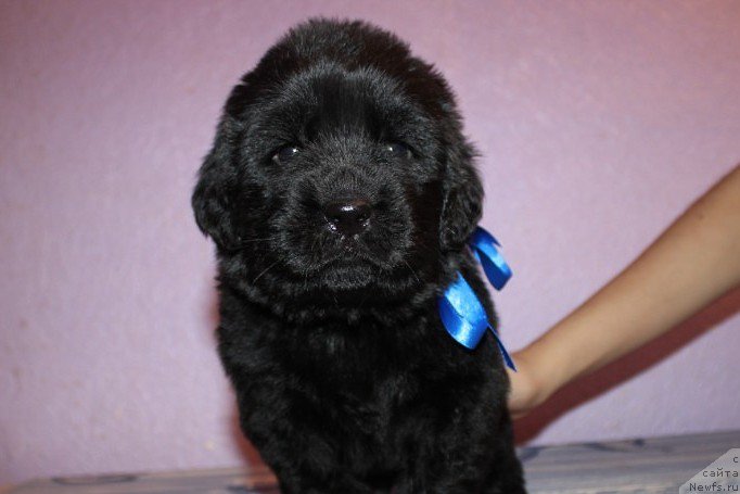 Фотография № 181980