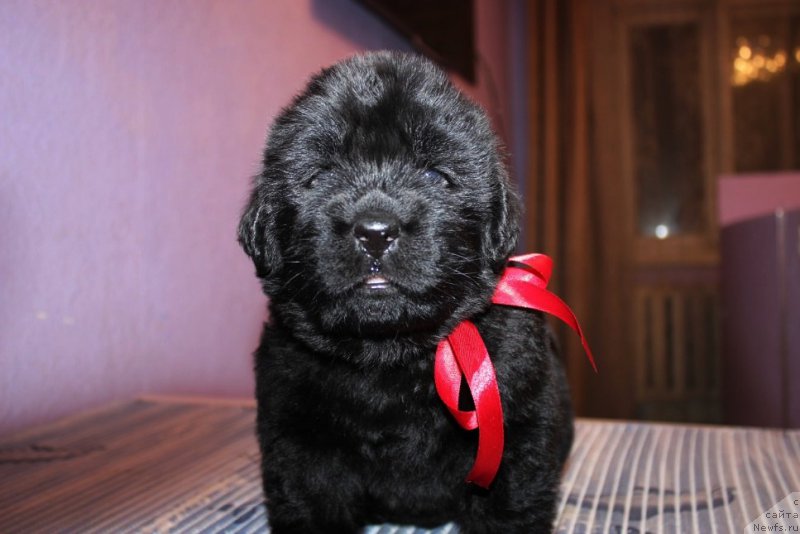 Фотография № 181981