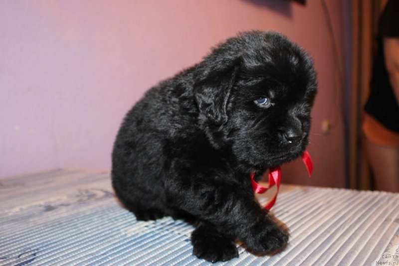 Фотография № 181982