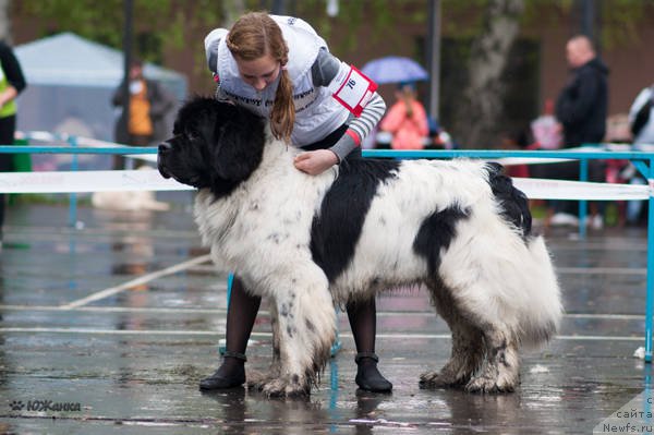 Фото: ньюфаундленд Keeper Soul Nou Daut Best (Кипер Соул Ноу Даут Бэст)
