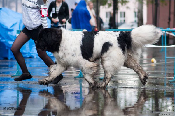 Фото: ньюфаундленд Keeper Soul Nou Daut Best (Кипер Соул Ноу Даут Бэст)
