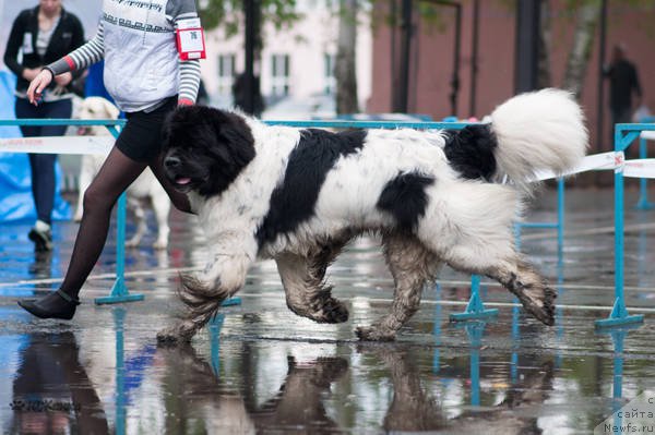 Фото: ньюфаундленд Keeper Soul Nou Daut Best (Кипер Соул Ноу Даут Бэст)