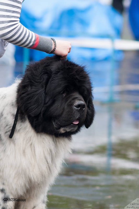 Фото: ньюфаундленд Keeper Soul Nou Daut Best (Кипер Соул Ноу Даут Бэст)