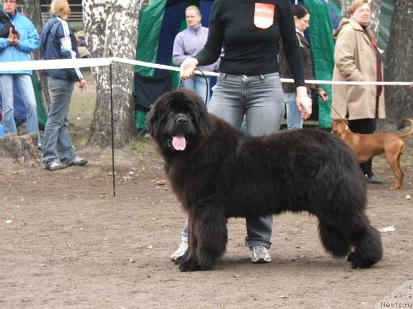 Фото: ньюфаундленд Plushevaya Panda Borislav (Плюшевая Панда Борислав)