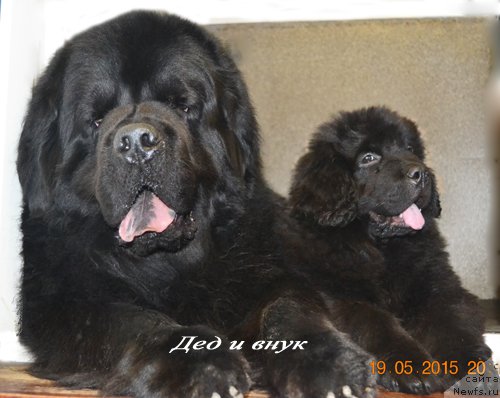 Фото: ньюфаундленд Zhdanny Syn Vialiki Miadzvedz, ньюфаундленд CHernyiy Balu Erofey (Черный Балу Ерофей)