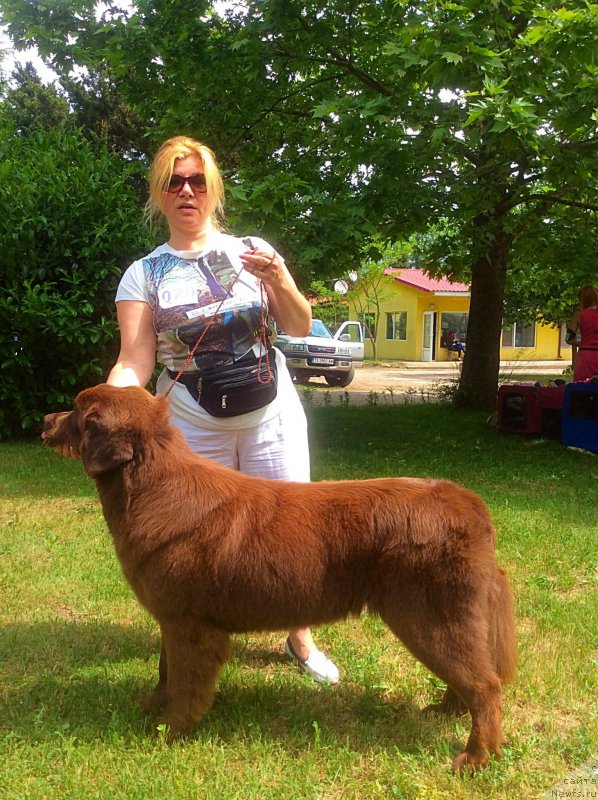 Фото: ньюфаундленд Brownblood MSK Happy Teddy (Браунблад МСК Хэппи Тедди)