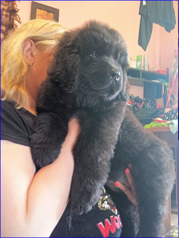 Фото: ньюфаундленд N'yufort Lapochka Dochka (Ньюфорт Лапочка Дочка), её дочь Ньфорт Диана