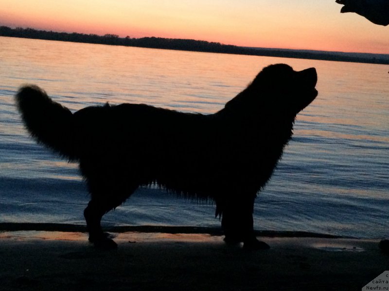 Фото: ньюфаундленд Begushaya po Volnam Choice of Fibonacci (Бегущая по Волнам Чойс оф Фибоначчи)