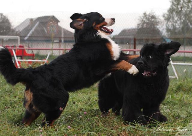 Фото: ньюфаундленд Zholli Wonderfull iz Medvejyego Yara (Жолли Вандерфулл из Медвежьего Яра), Дюрбахлер Клаб Экскалибур Орро