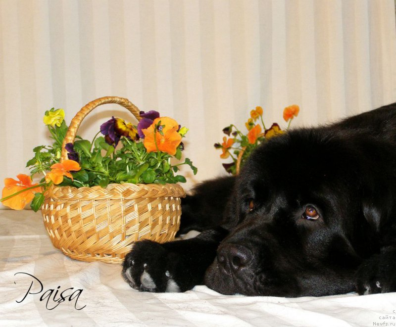 Фото: ньюфаундленд Chernaya Mafia Maybe She Will (Черная Мафия Маубе Ше Вилл)