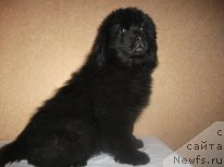 Фото: ньюфаундленд Vasilisa Prekrasnaya (Василиса Прекрасная)